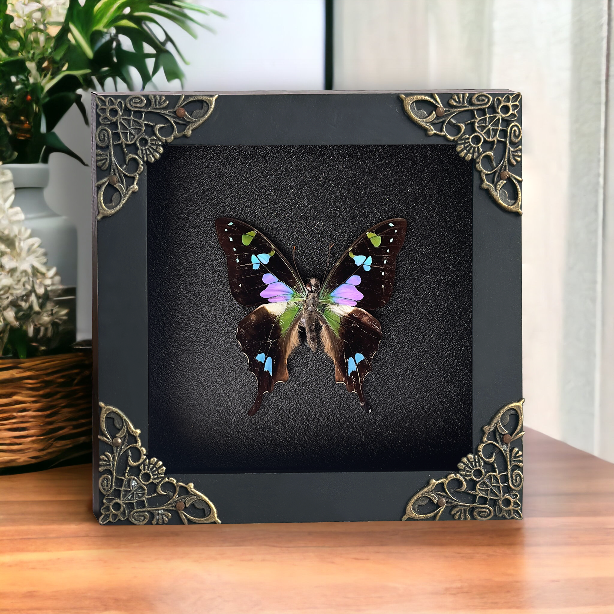 Entomology Lover Art Gallery Collection Real Butterfly Framed Wall Hanging Decor Mom Gift
