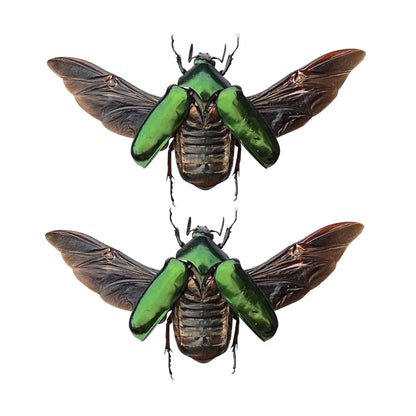 Real Rhomborhina Scarab Beetle Specimen, Insect Bug Taxidermy Open wings, Insect Entomology Display