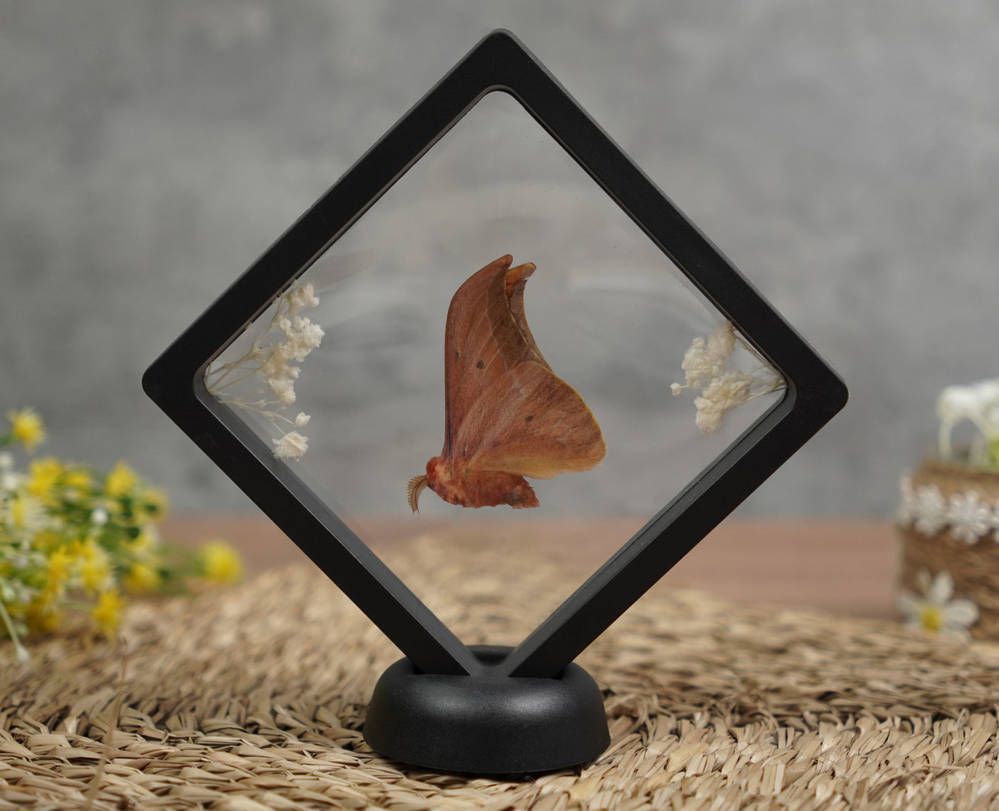Real Butterflies Beetles Mantis Frame Insects Collections Gift for Mom