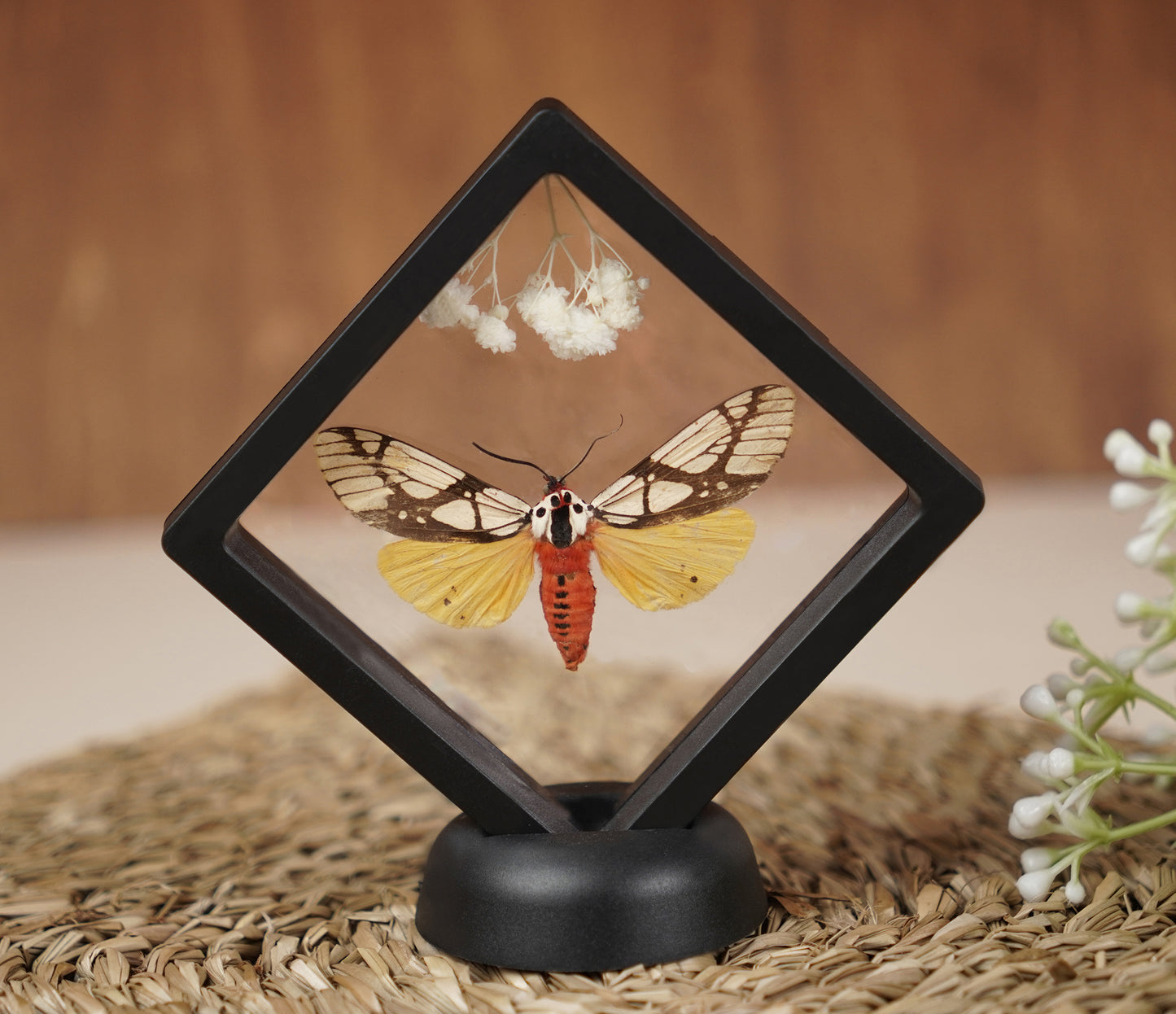 Real Butterflies Beetles Mantis Frame Insects Collections Gift for Mom