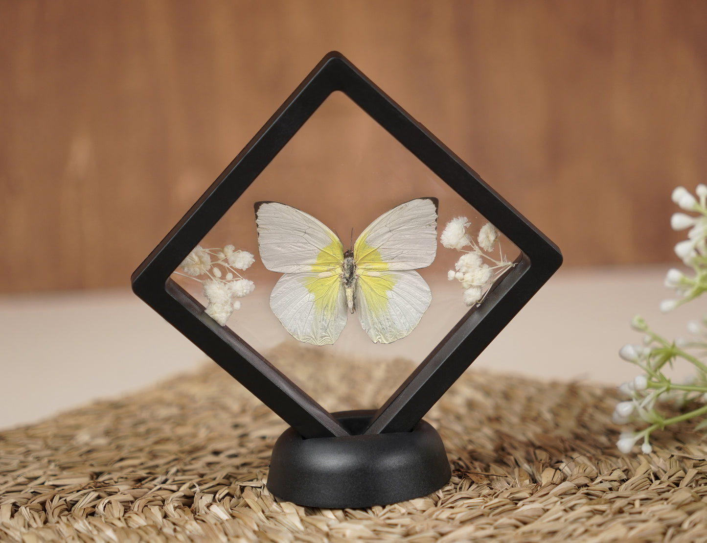 Real Butterflies Beetles Mantis Frame Insects Collections Gift for Mom