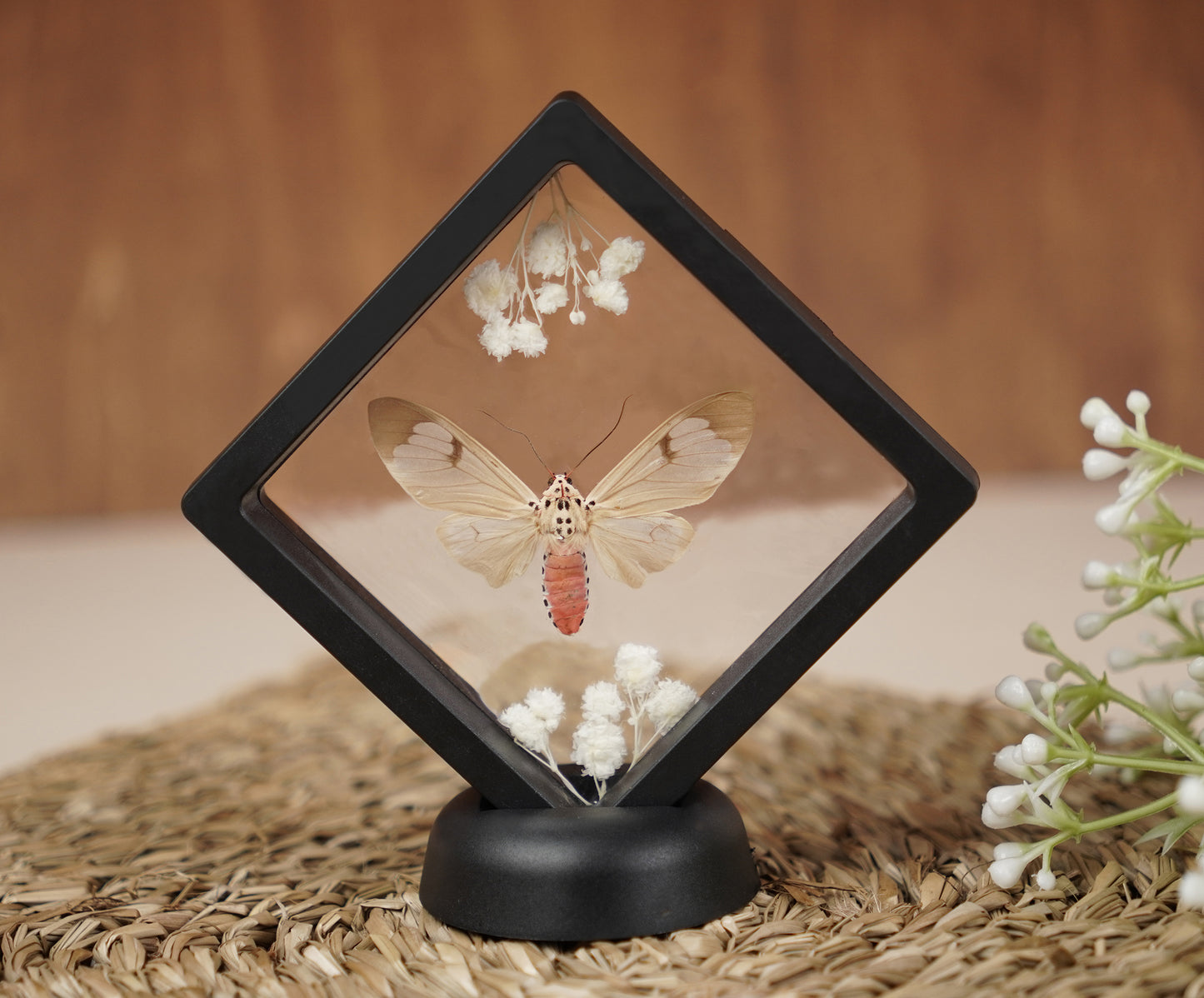 Real Butterflies Beetles Mantis Frame Insects Collections Gift for Mom