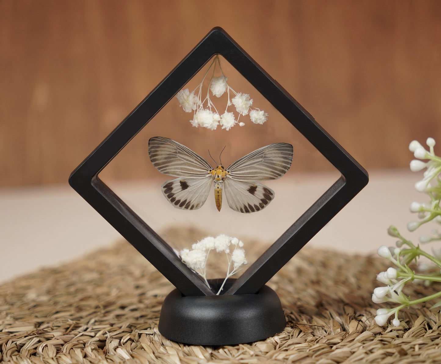 Real Butterflies Beetles Mantis Frame Insects Collections Gift for Mom