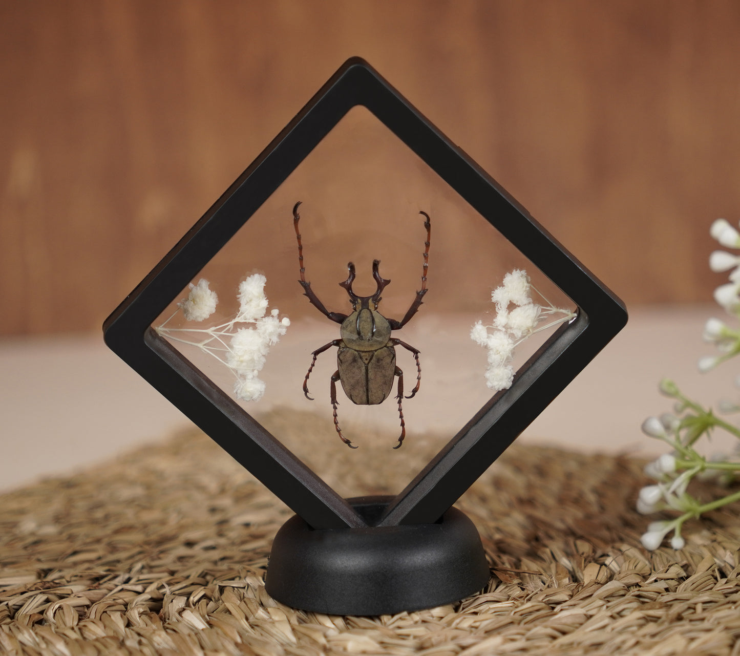 Real Butterflies Beetles Mantis Frame Insects Collections Gift for Mom