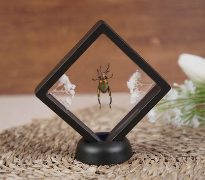 Real Butterflies Beetles Mantis Frame Insects Collections Gift for Mom