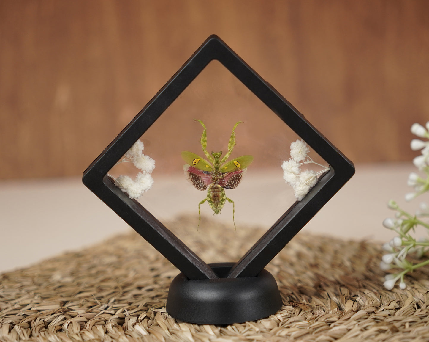 Real Butterflies Beetles Mantis Frame Insects Collections Gift for Mom