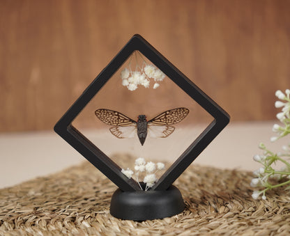Real Butterflies Beetles Mantis Frame Insects Collections Gift for Mom