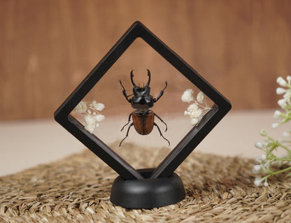 Real Butterflies Beetles Mantis Frame Insects Collections Gift for Mom