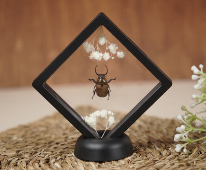 Real Butterflies Beetles Mantis Frame Insects Collections Gift for Mom