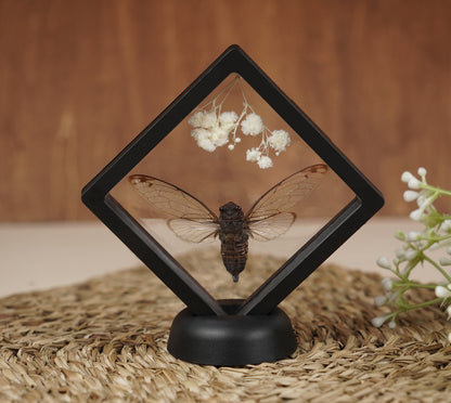 Real Butterflies Beetles Mantis Frame Insects Collections Gift for Mom