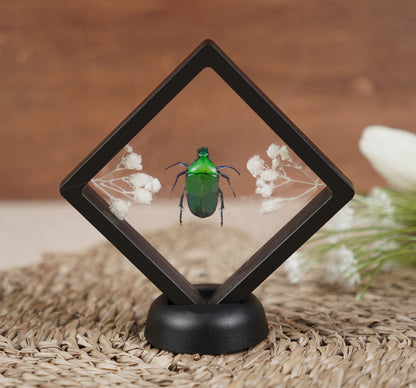 Real Butterflies Beetles Mantis Frame Insects Collections Gift for Mom