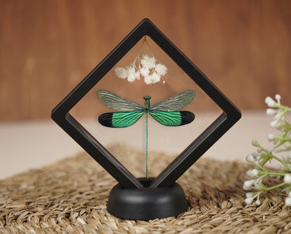 Real Butterflies Beetles Mantis Frame Insects Collections Gift for Mom