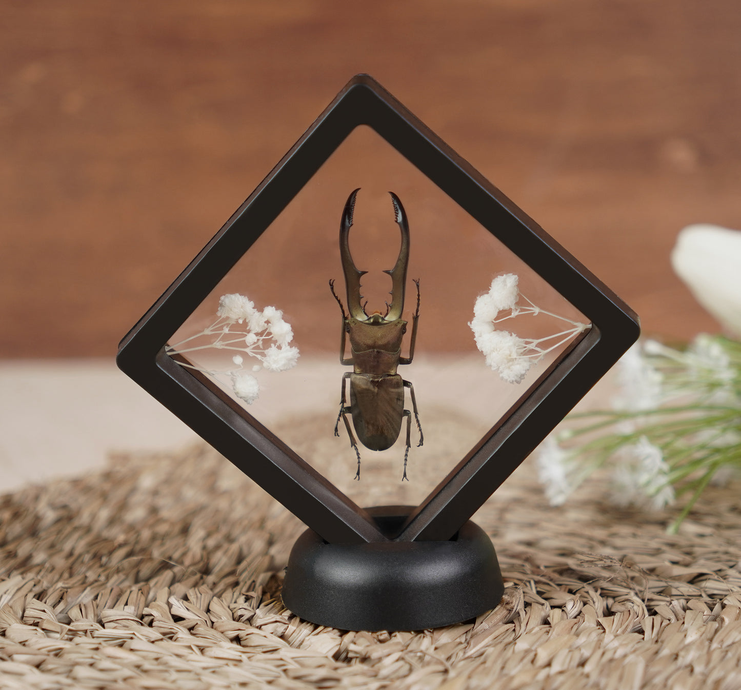 Real Butterflies Beetles Mantis Frame Insects Collections Gift for Mom
