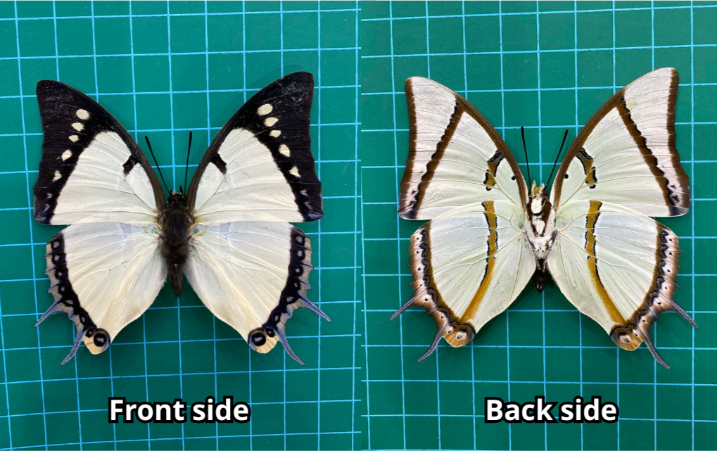 Real Great Nawab Butterfly Specimen, Polyura eudamippus, Dried Preserved Insect