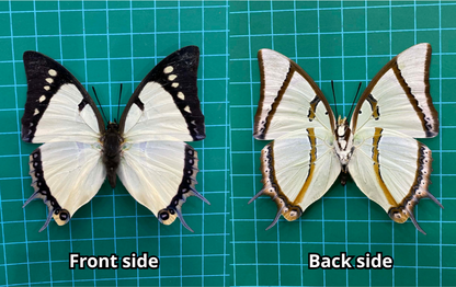 Real Great Nawab Butterfly Specimen, Polyura eudamippus, Dried Preserved Insect