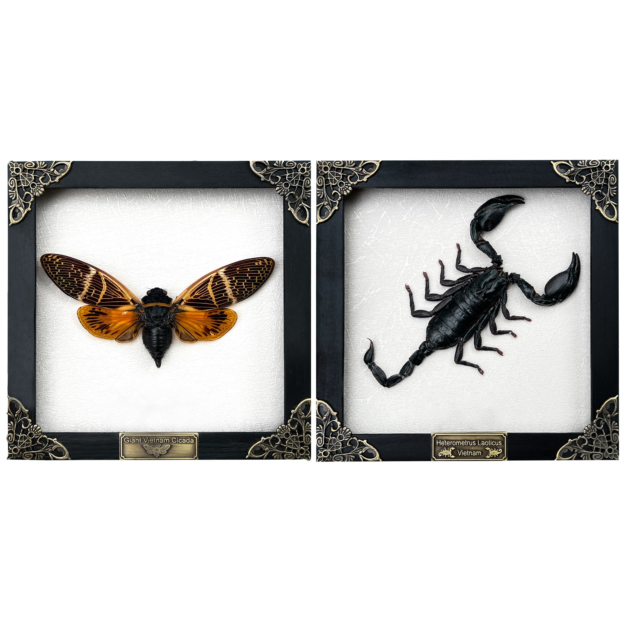 Pack of 2 Real Framed Scorpion Cicada Beetle Shadow Box Insect Unique Taxidermy Collectables Tabletop Wall Art Home Decor Living Gallery K16-50TR51TR