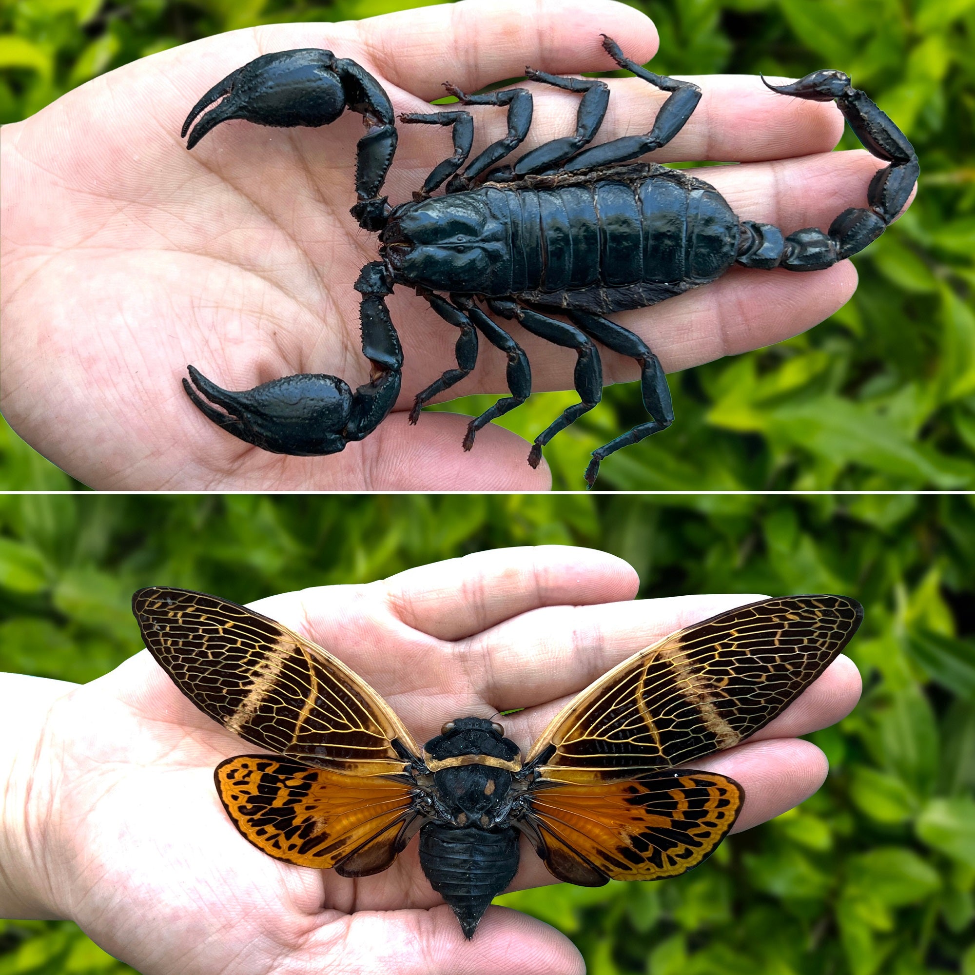 Pack of 2 Real Framed Scorpion Cicada Beetle Shadow Box Insect Unique Taxidermy Collectables Tabletop Wall Art Home Decor Living Gallery K16-50TR51TR