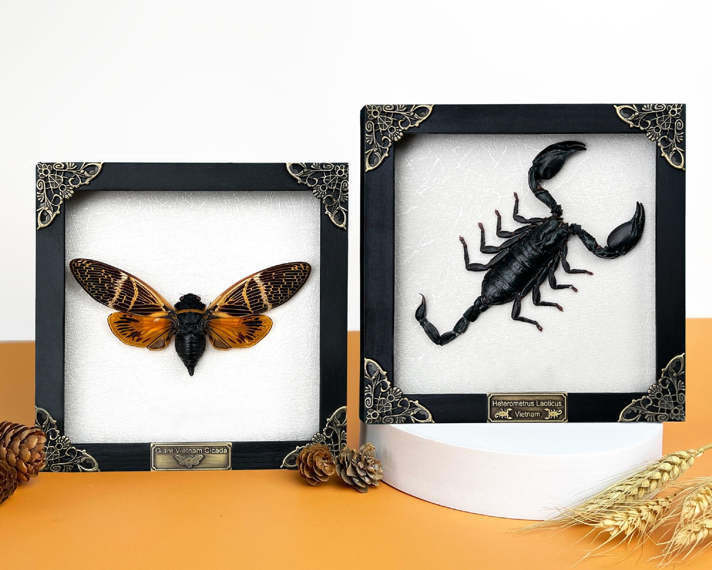 Pack of 2 Real Framed Scorpion Cicada Beetle Shadow Box Insect Unique Taxidermy Collectables Tabletop Wall Art Home Decor Living Gallery K16-50TR51TR