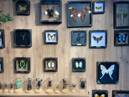Black White Butterfly, Great Nawab Specimen, Handmade Shadow Box, Insect Frame Wall Art Decor