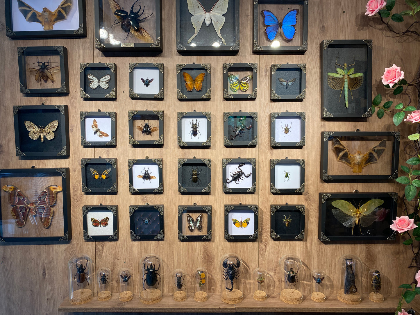 Real Framed Lucanas Beetle Bee Black Shadow Box Specimen Oddities K12-57-KINH
