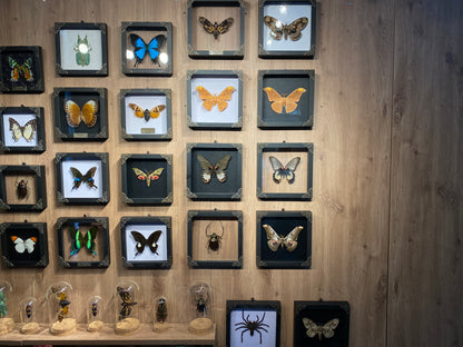 Real Map Butterfly Taxidermy Framed Insect Bug Art Gothic Oddities Wall Decor K12-126-DE