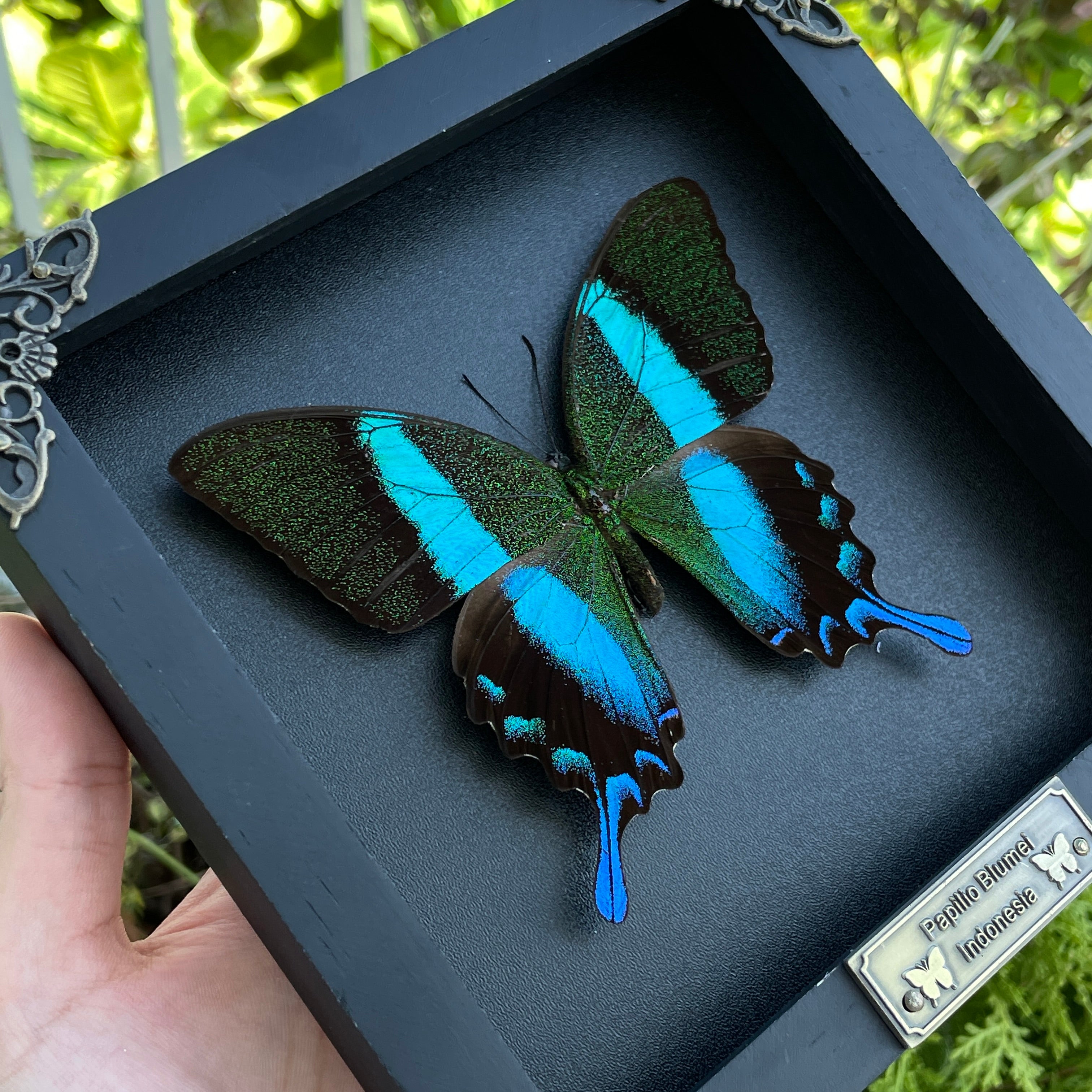 Real Framed Emerald Peacock Butterfly Moth Dead Insect Dried Shadow Box Frame Taxidermy Specimen Display Oddity Curiosities Wall Hanging Collection K16-23-DE