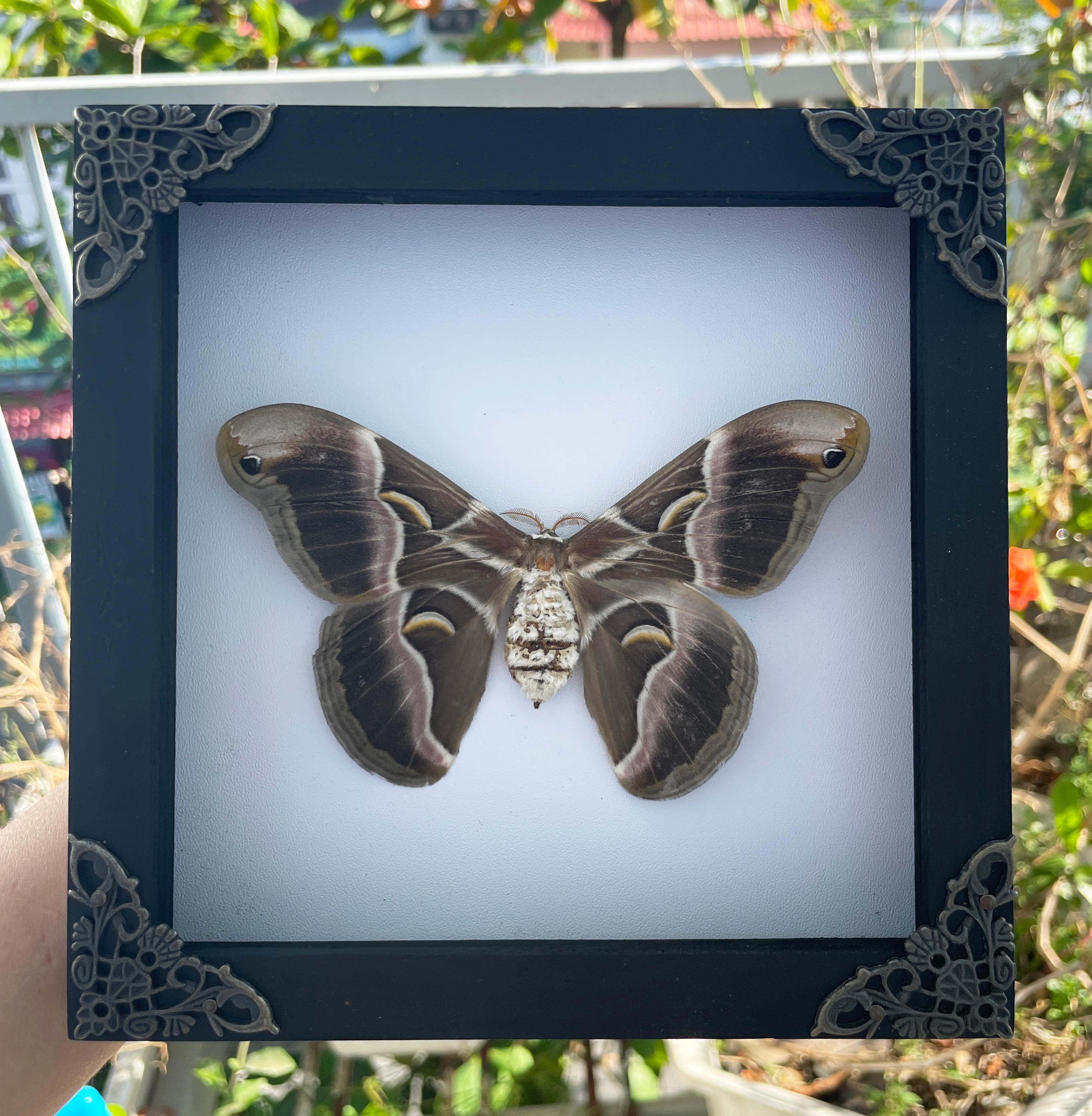 Real Atlas Moth Butterfly Wooden Framed Home Decor Taxidermy Insect Collections Gift For Entomology Lover K16-42-TR