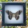 Real Moth Entomology Shadow Box Taxidermy Insect Gothic Decor