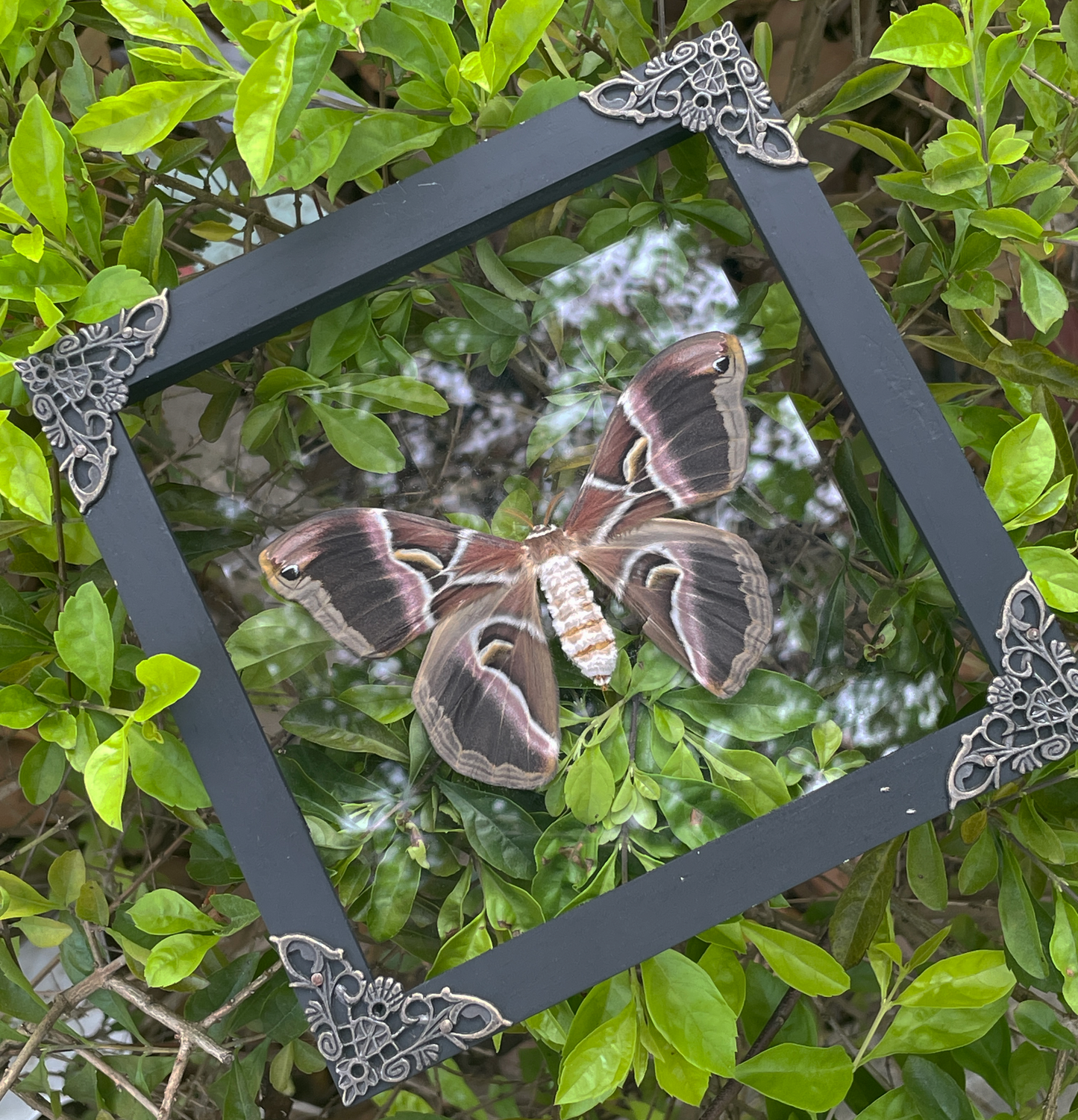 Real Eri Silk Moth Taxidermy Framed, Real Insect Shadow Box, Gothic Art Wall Decor, Gift for Her