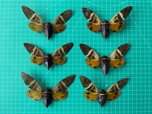 6 Real Cicada Beetle Specimens Collection Bug Mounted Dead Animal Preserved Entomology Oddity Scientific Lover Insect Nature Office Desk Art Artwork Display UM-10