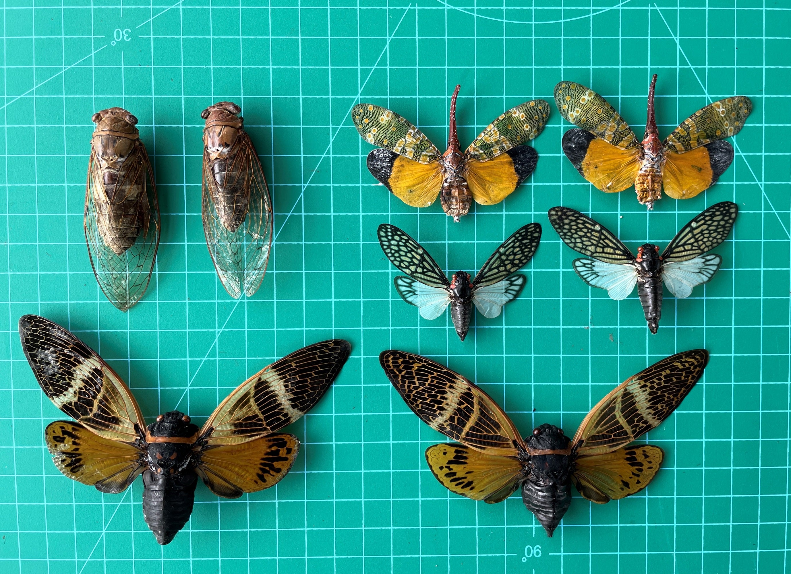8 Real Cicada Specimens Collection Bug Mounted Dead Animal Preserved Entomology Taxidermy Oddity Scientific Lover Insect Nature Office Desk Art Artwork Display UM-22