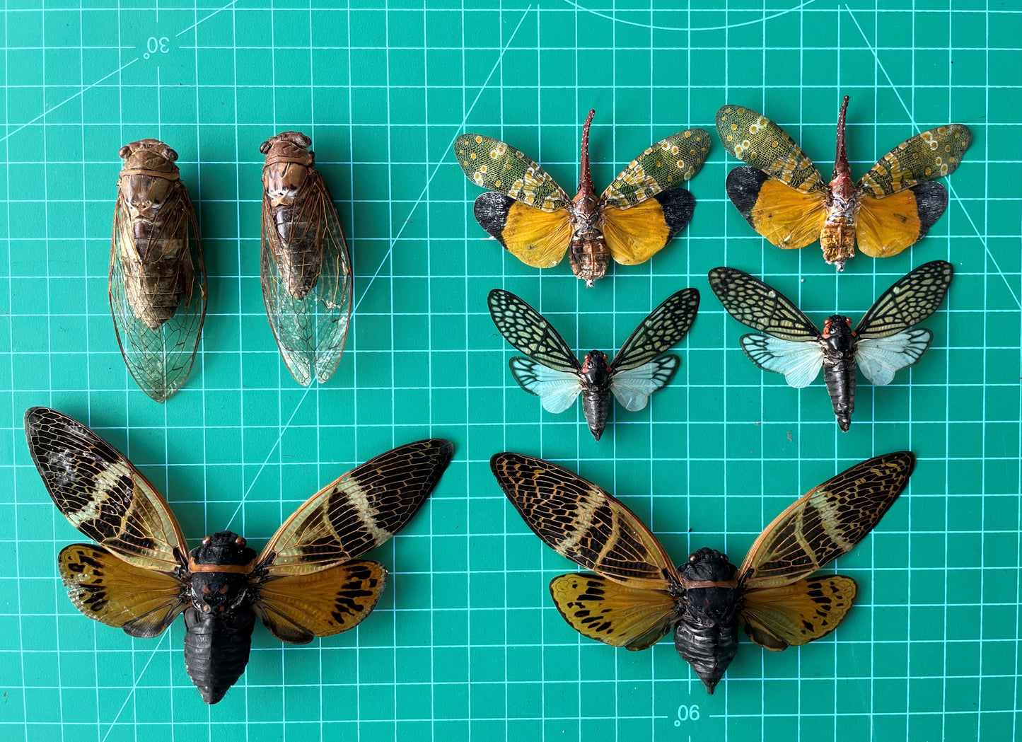 8 Real Cicada Specimens Collection Bug Mounted Dead Animal Preserved Entomology Oddity Scientific Lover Insect Nature Office Desk Art Artwork Display UM-22