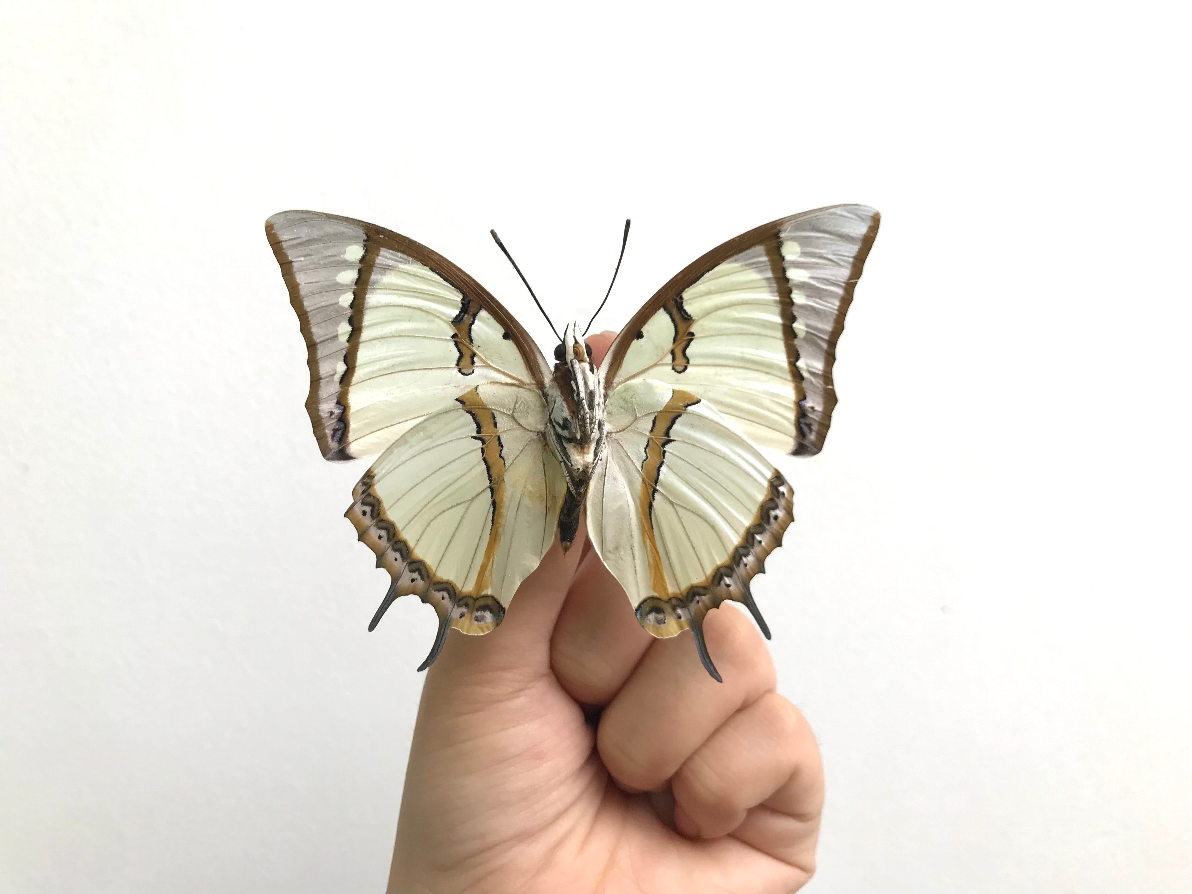 Real Butterfly Specimens Taxidermy Insect Beetle Spread Artwork Collections