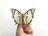 Real Butterfly Specimens Taxidermy Insect Beetle Spread Artwork Collections