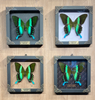 Real Framed  Emerald Peacock Butterfly Moth Dead Insect Dried Black Shadow Box Rhombus Frame Taxidermy K16-23-NEM