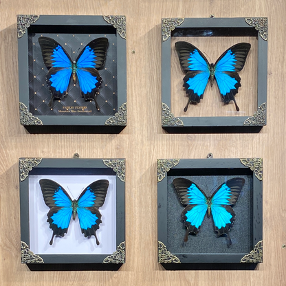 Blue Swallowtail Butterfly Real Framed Wooden Shadow Box Dried Insect Specimen K16-28-DE