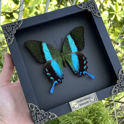 Papilio Blumei Real Peacock Butterfly in Shadow Box Dried Insect Specimen K16-23-DE