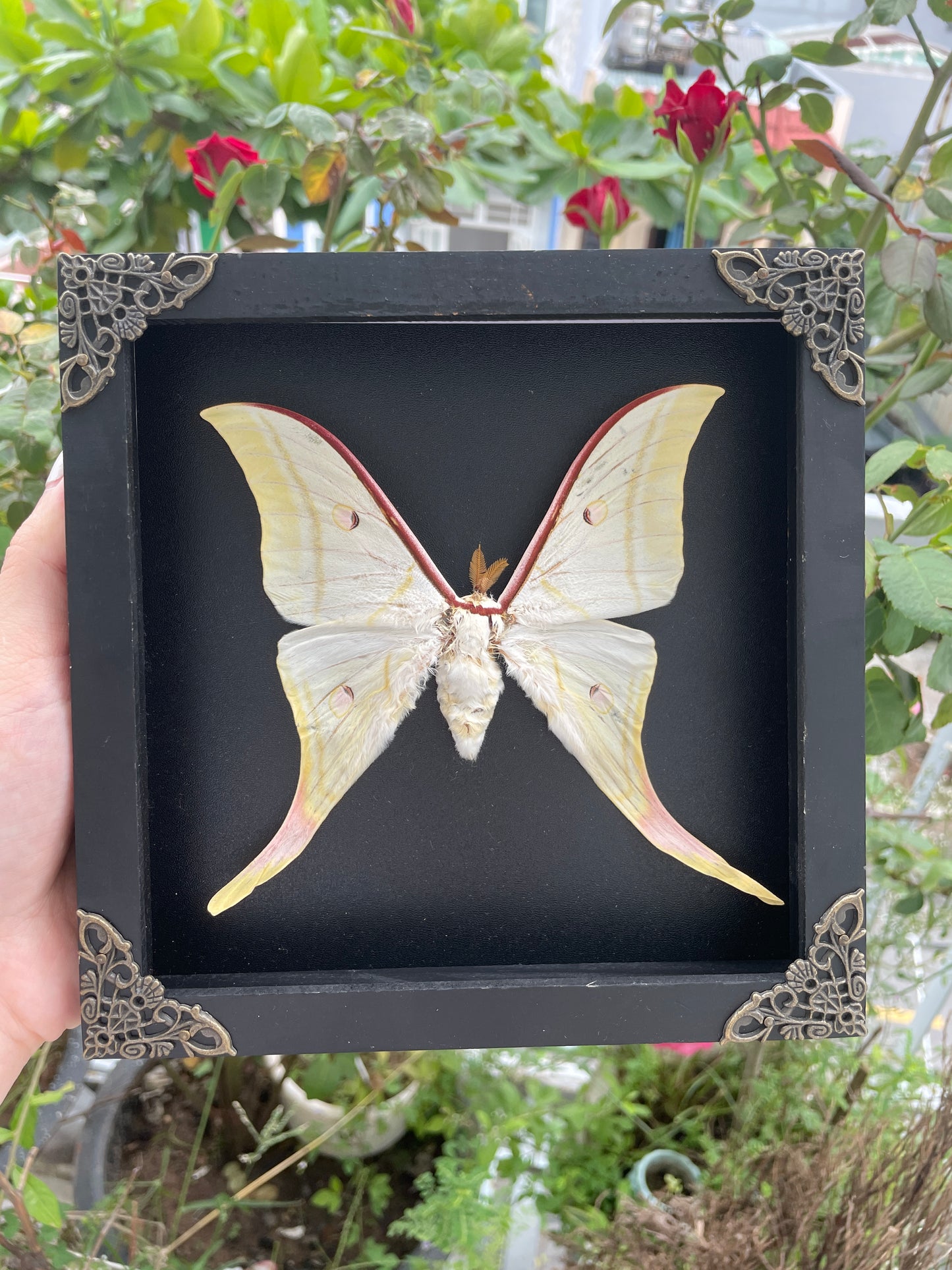 Real Luna Moth Actias Luna Moth Butterfly With Astronomy K19-39-AS5