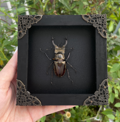 Real Framed Lucanas Beetle Bee Black Shadow Box Specimen Oddities K12-57-KINH