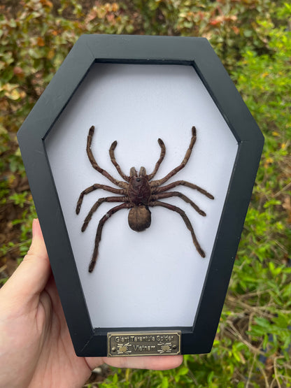 "Real Spider Tarantula 7" Coffin Framed"