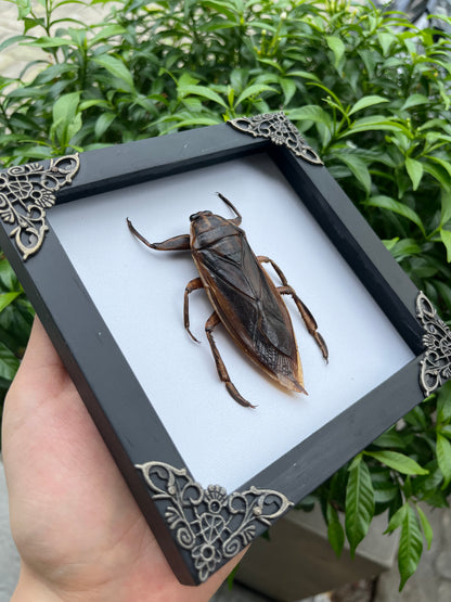 Framed Giant Water Bug Taxidermy, Real Insect Bug Artwork, Gothic Home Decor and Oddities Wall Display  K14-87-DE