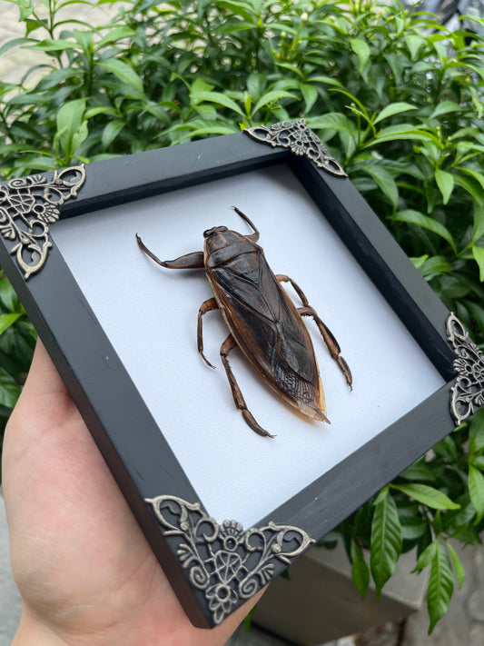 Real Framed Giant Water Bug Insect Dead Bug Taxidermy Artwork Oddities Curiosities Home Gothic Decor K14-87-DE