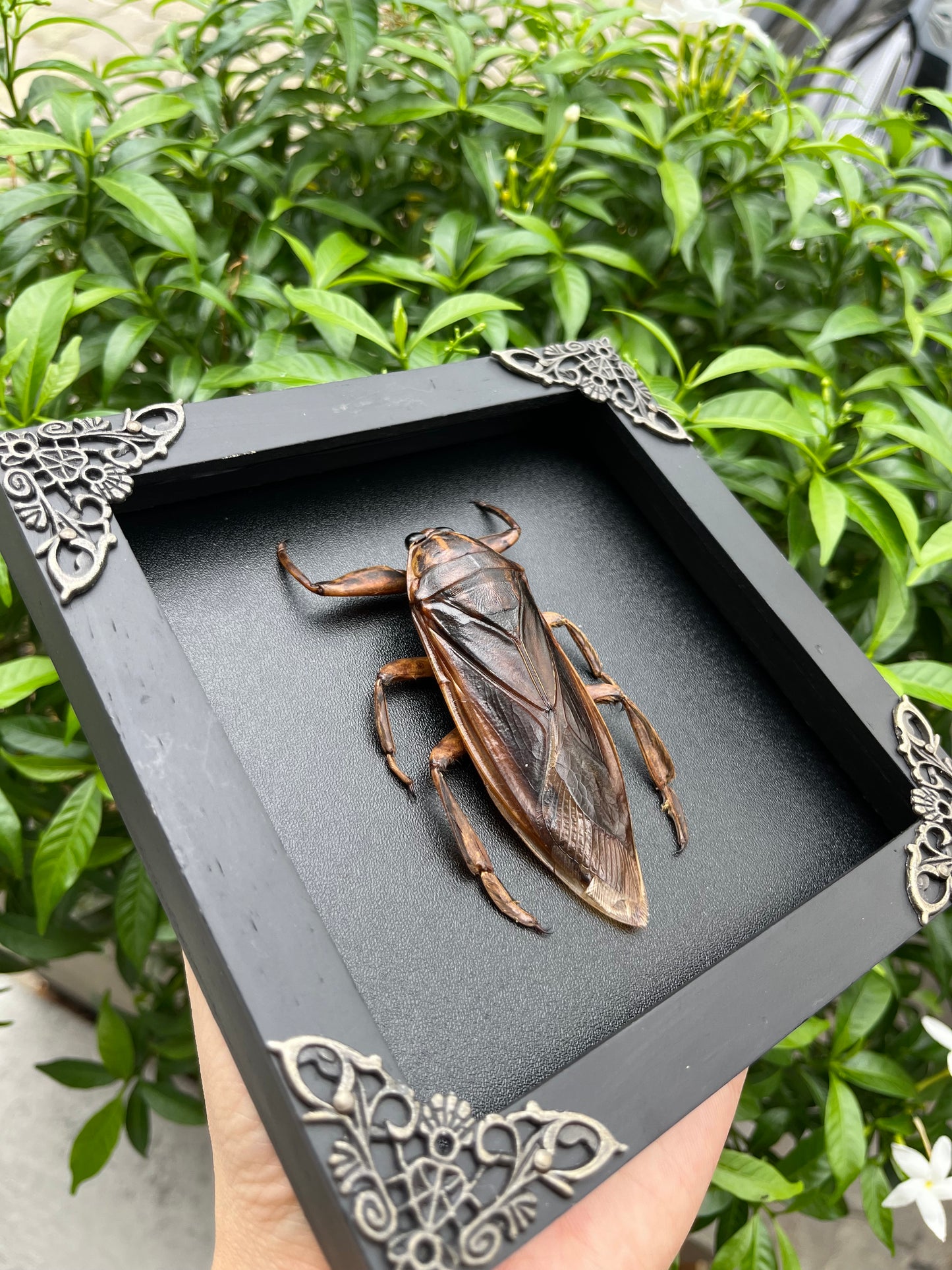 Framed Giant Water Bug Taxidermy, Real Insect Bug Artwork, Gothic Home Decor and Oddities Wall Display  K14-87-DE