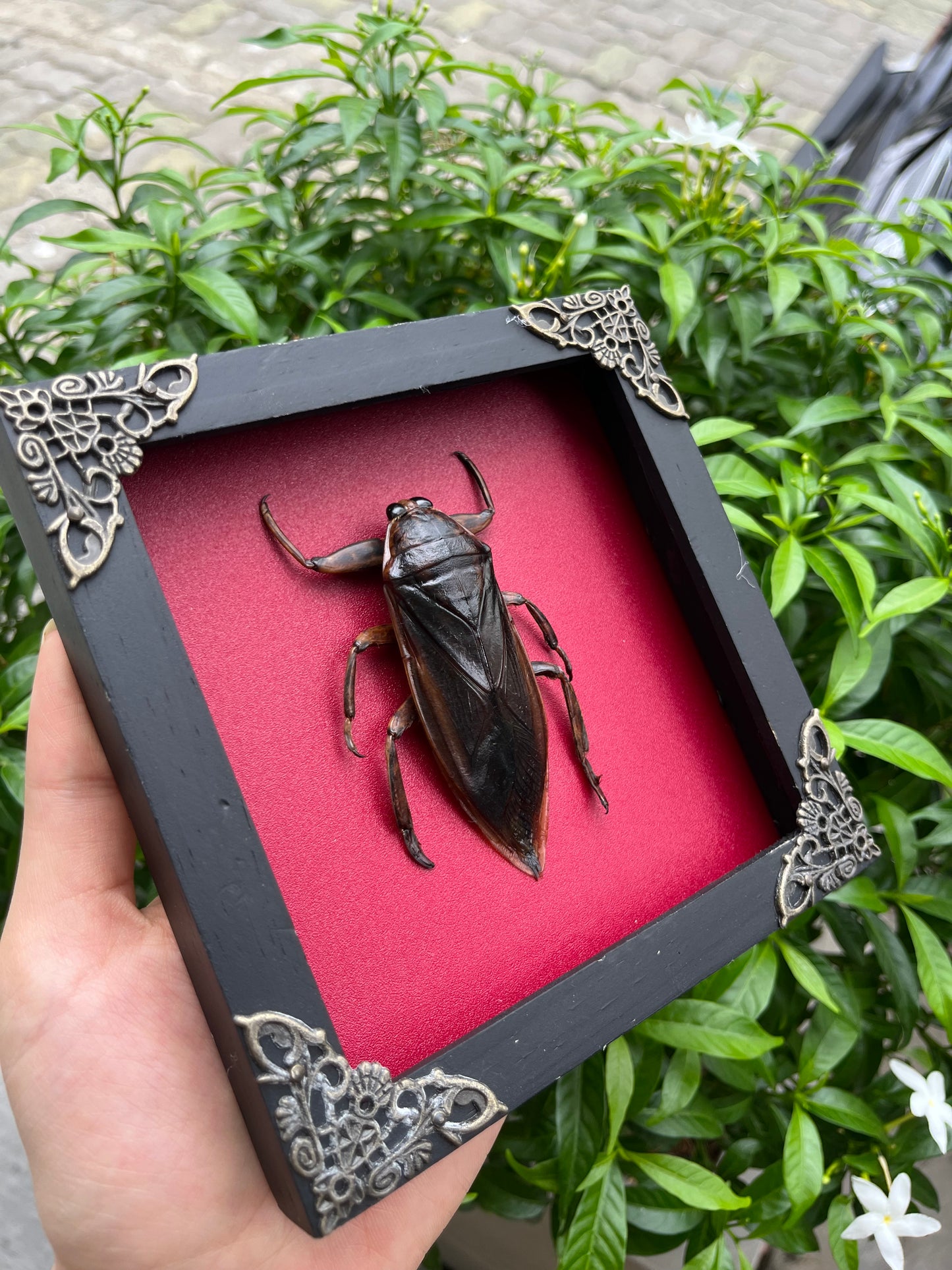 Framed Giant Water Bug Taxidermy, Real Insect Bug Artwork, Gothic Home Decor and Oddities Wall Display  K14-87-DE