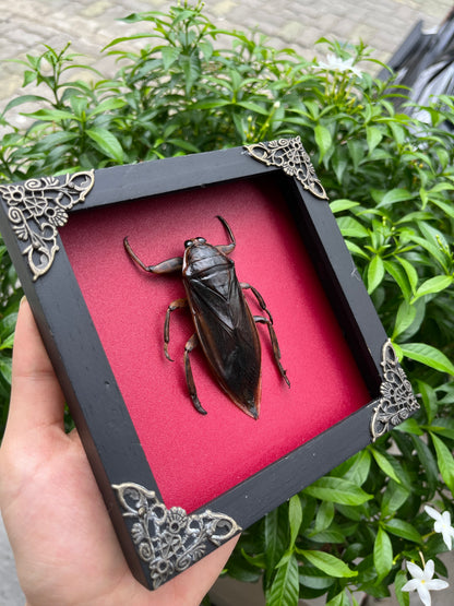 Framed Giant Water Bug Taxidermy, Real Insect Bug Artwork, Gothic Home Decor and Oddities Wall Display  K14-87-DE