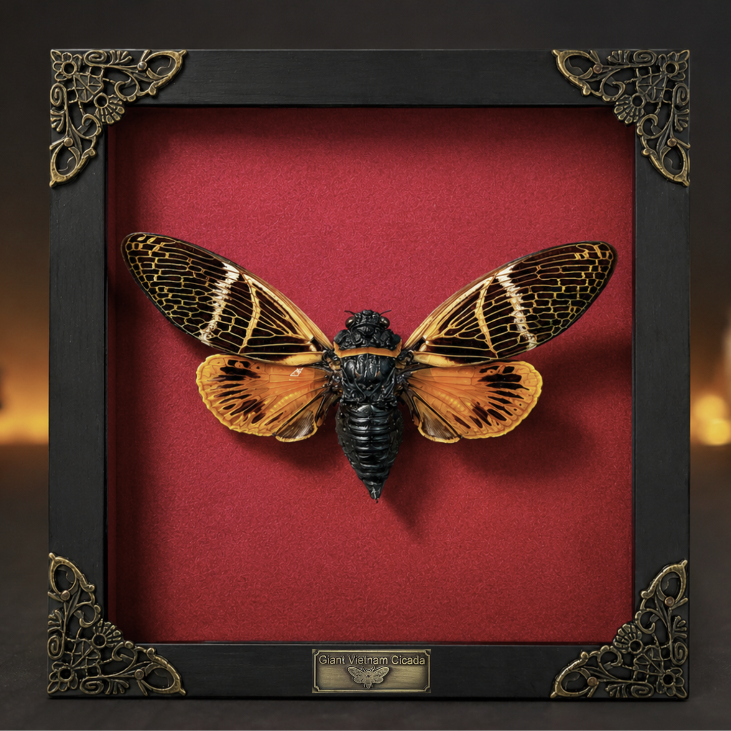 Real Framed Cicada Cicadoidea Shadow Box Bug Insect Frame Wall Art Hanging Decoration Artwork Oddity Home Decor Gallery