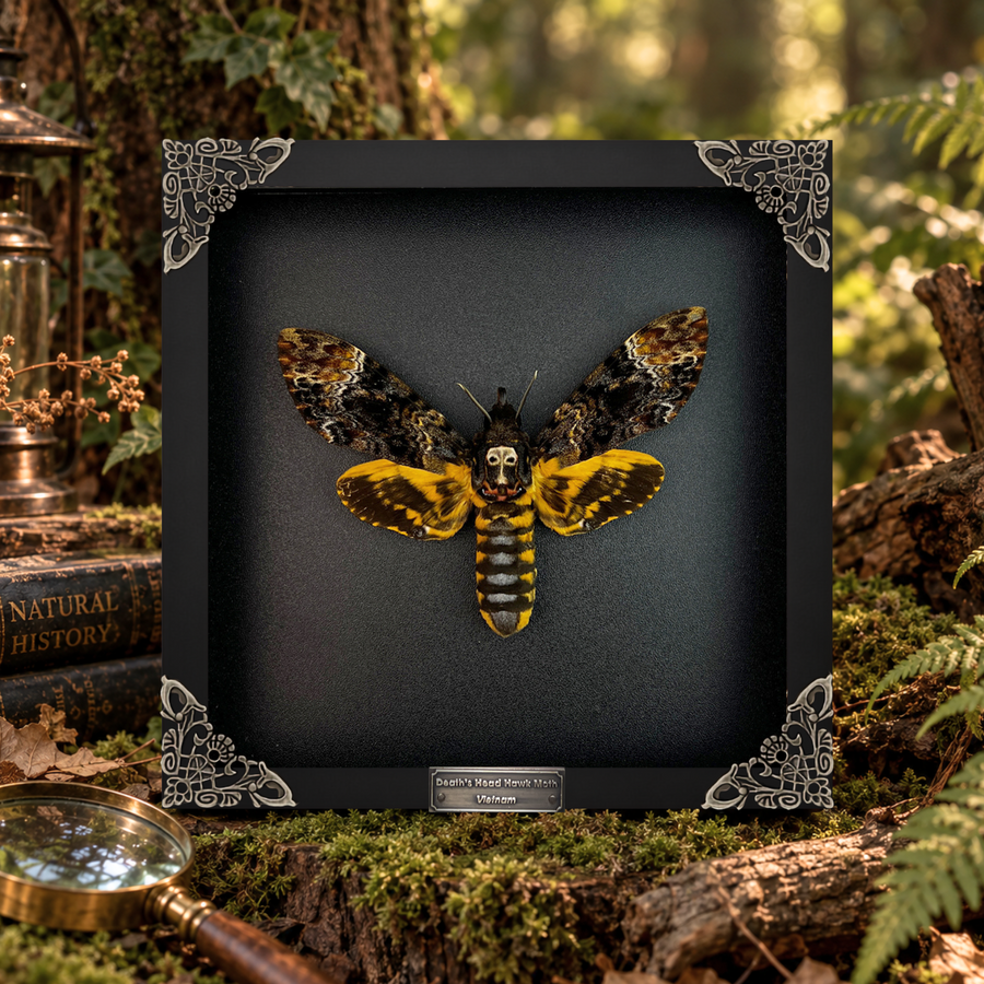 Death Head Moth 