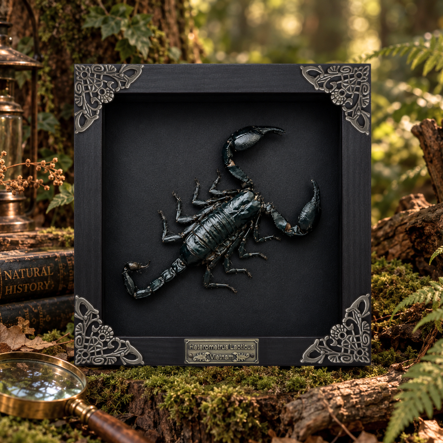 Giant Scorpion