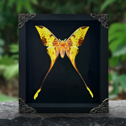 Real Comet Moth Specimen, Gothic Moon Moth Wall Art, Taxidermy Shadow Box, Victorian Goth Home Decor, Astronomy Gift