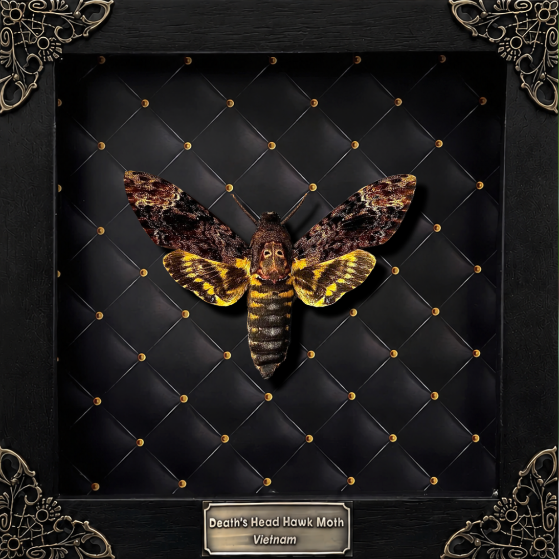 Gothic Decor Real Death Head Moth Acherontia Framed Dark Skull Moth Taxidermy